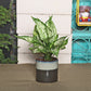 Exotic Green Diwali Gift Combo of Live Green Aglaonema Plant in Handglazed Brown Colour Ceramic Pot I Diwali Gift I Diwali Gift Combo