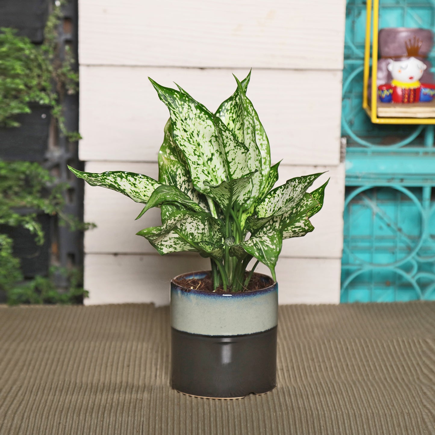 Exotic Green Combo Pack of Air Purifying Indoor Green Aglaonema Plant with Glazed Brown Color Ceramic Pot Rakhi Special Pack I Rakhi Combo Pack with Cadbury Chocolates I Special Gift Pack For Rakhi