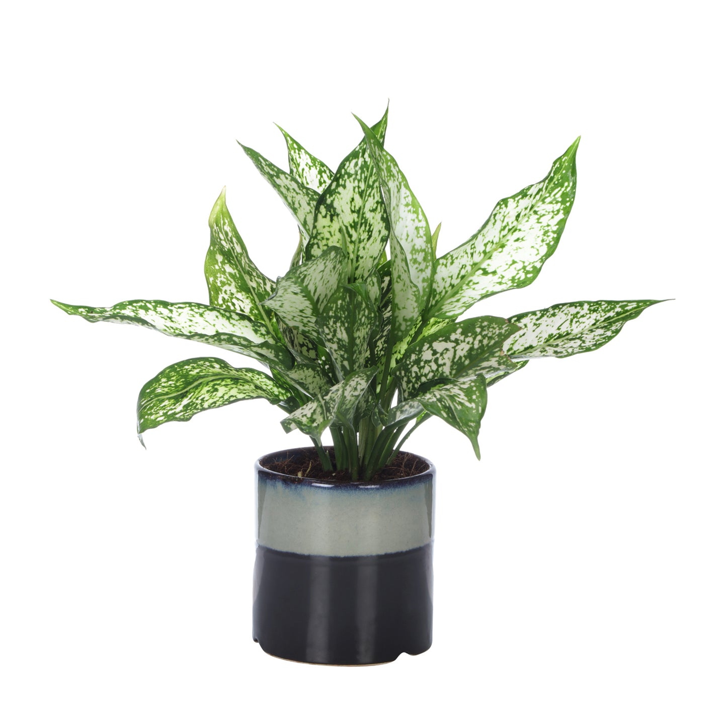 Exotic Green Diwali Gift Combo of Live Green Aglaonema Plant in Handglazed Brown Colour Ceramic Pot I Diwali Gift I Diwali Gift Combo