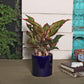Exotic Green Air Purifying Indoor Oxygen Plant Red Aglaonema (Chinese Evergreen) with Ceramic Planter