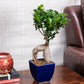 Ficus Bonsai with Ceramic Planter I Live Ficus Bonsai Tree