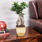 Ficus Bonsai with Dual Color Ceramic Planter I Live Ficus Bonsai Tree