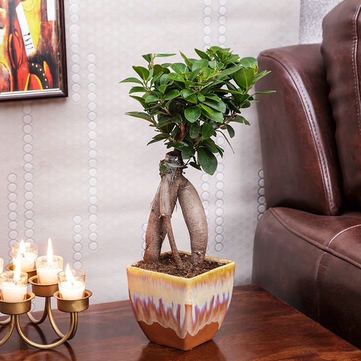 Ficus Bonsai with Dual Color Ceramic Planter I Live Ficus Bonsai Tree