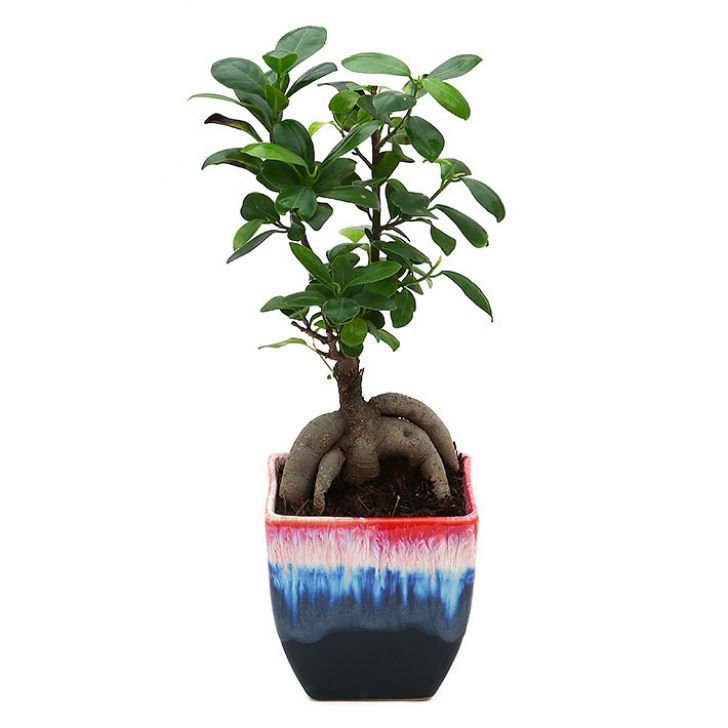 Ficus Bonsai with Dual Color Ceramic Planter I Live Ficus Bonsai Tree