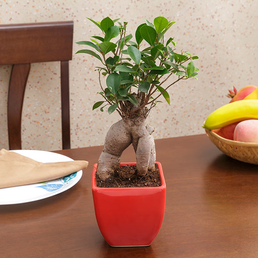 Ficus Bonsai with Ceramic Planter I Live Ficus Bonsai Tree