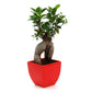 Ficus Bonsai with Ceramic Planter I Live Ficus Bonsai Tree
