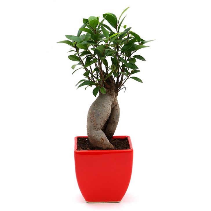 Ficus Bonsai with Ceramic Planter I Live Ficus Bonsai Tree