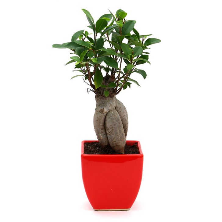 Ficus Bonsai with Ceramic Planter I Live Ficus Bonsai Tree