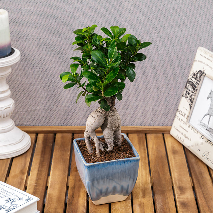 Ficus Bonsai with Dual Color Ceramic Planter I Live Ficus Bonsai Tree
