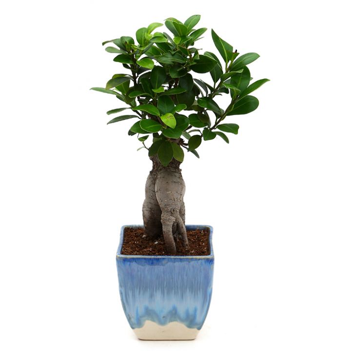 Ficus Bonsai with Dual Color Ceramic Planter I Live Ficus Bonsai Tree
