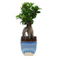 Ficus Bonsai with Dual Color Ceramic Planter I Live Ficus Bonsai Tree