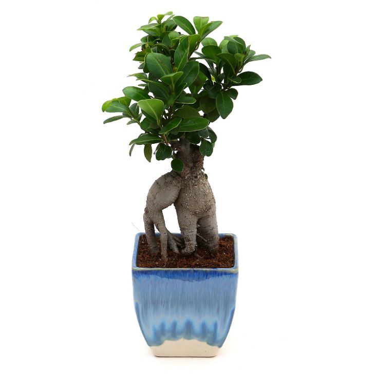 Ficus Bonsai with Dual Color Ceramic Planter I Live Ficus Bonsai Tree