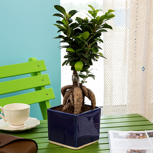 Ficus Bonsai Plant With Ceramic Pot