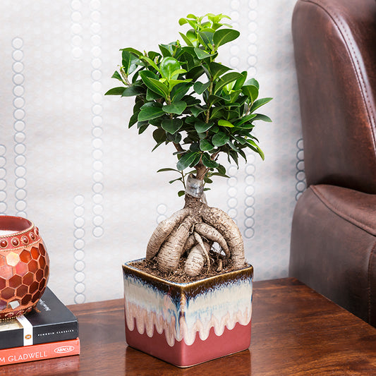 Ficus Bonsai with Dual Color Ceramic Planter I Live Ficus Bonsai Tree