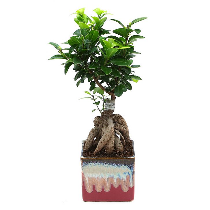 Ficus Bonsai with Dual Color Ceramic Planter I Live Ficus Bonsai Tree