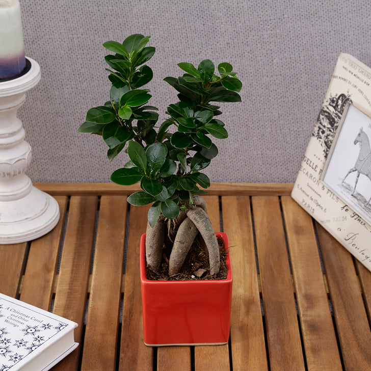 FICUS MICROCARPA GINSENG Plant with pot, bonsai, assorted colors