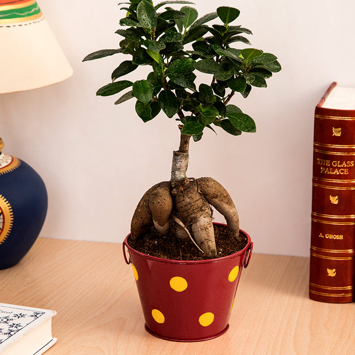 Ficus Bonsai with Polka Dot Red Color Metal Planter I Live Ficus Bonsai Tree