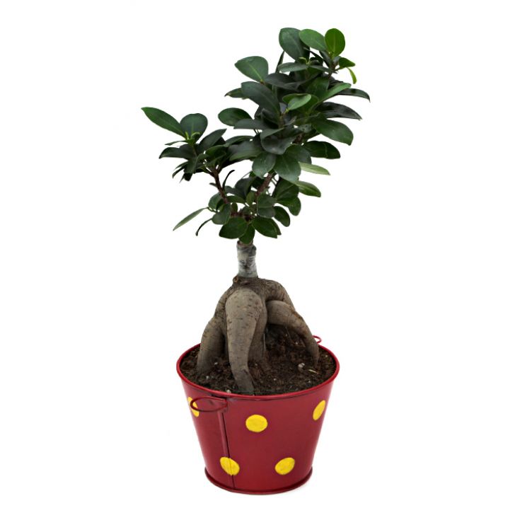 Ficus Bonsai with Polka Dot Red Color Metal Planter I Live Ficus Bonsai Tree