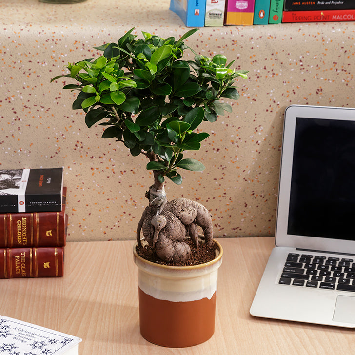 Ficus Bonsai with Dual German Brown Color Ceramic Planter I Live Ficus Bonsai