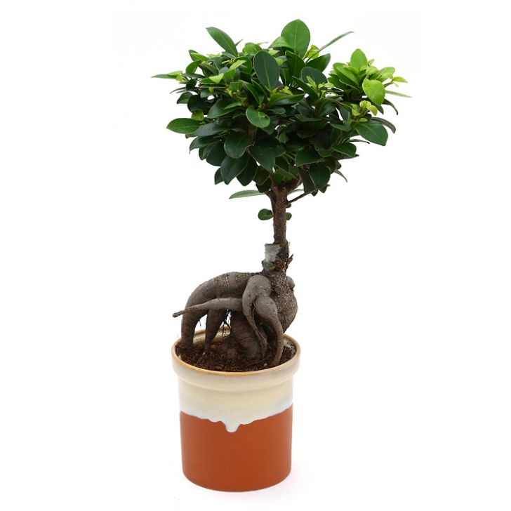 FICUS MICROCARPA GINSENG Plant with pot, bonsai, assorted colors