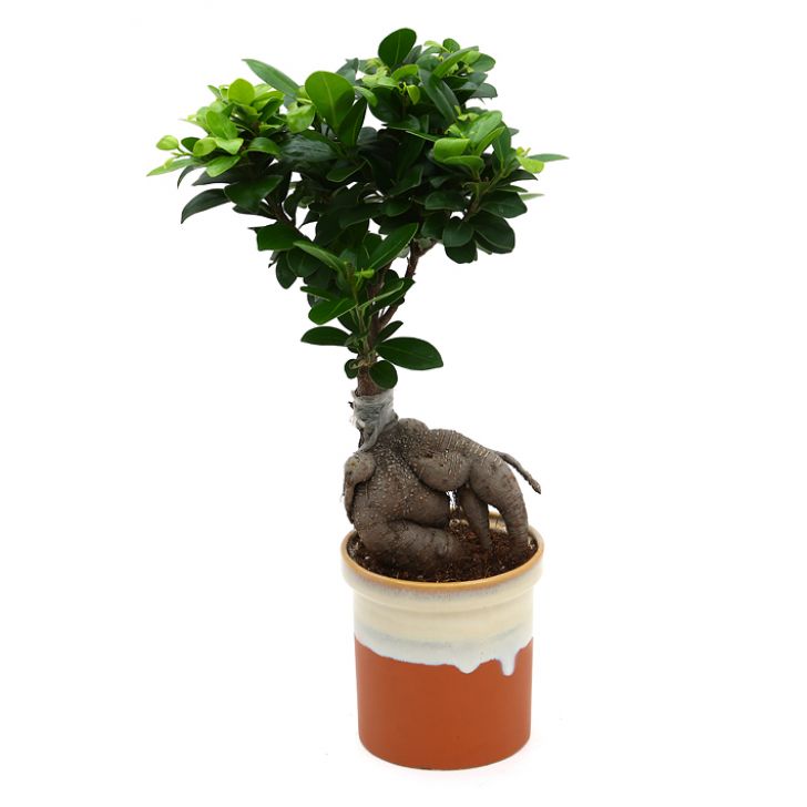 Ficus Bonsai with Dual German Brown Color Ceramic Planter I Live Ficus Bonsai