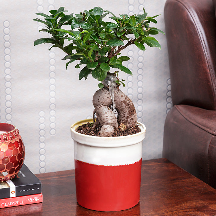 Ficus Bonsai with Dual German Brown Color Ceramic Planter I Live Ficus Bonsai