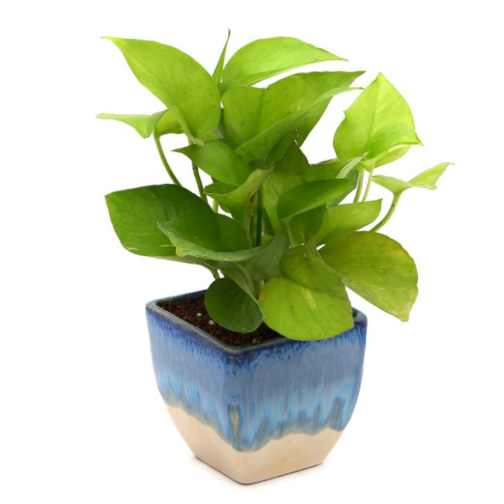 Exotic Green Air Purifying & Oxygen Indoor Golden Pothos Plant with White & Blue Ceramic Pot