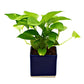Air Purifying & Oxygen Indoor Golden Pothos Plant with Blue Ceramic Pot