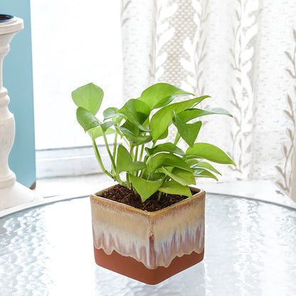 Exotic Green Air Purifying & Oxygen Indoor Golden Pothos Plant with German Brown Ceramic Pot