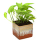 Exotic Green Air Purifying & Oxygen Indoor Golden Pothos Plant with German Brown Ceramic Pot