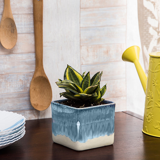 Exotic Green Indoor Air Purifying & Oxygen Sansevieria (Snake Plant) with Dual Colour Ceramic Pots