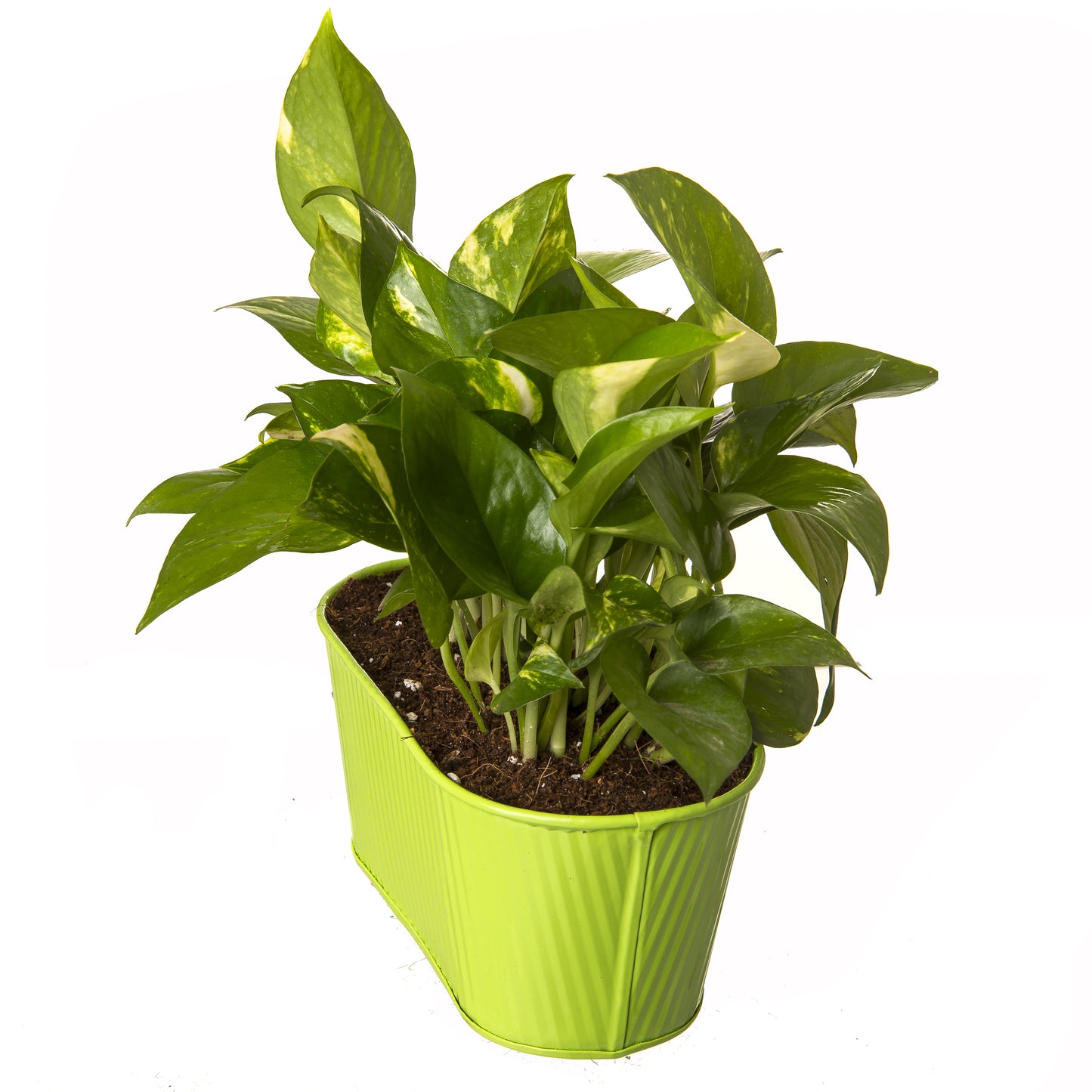 Exotic Green Beautiful Good Luck Indoor Money Plant with Oval Green Colour Metal Planter