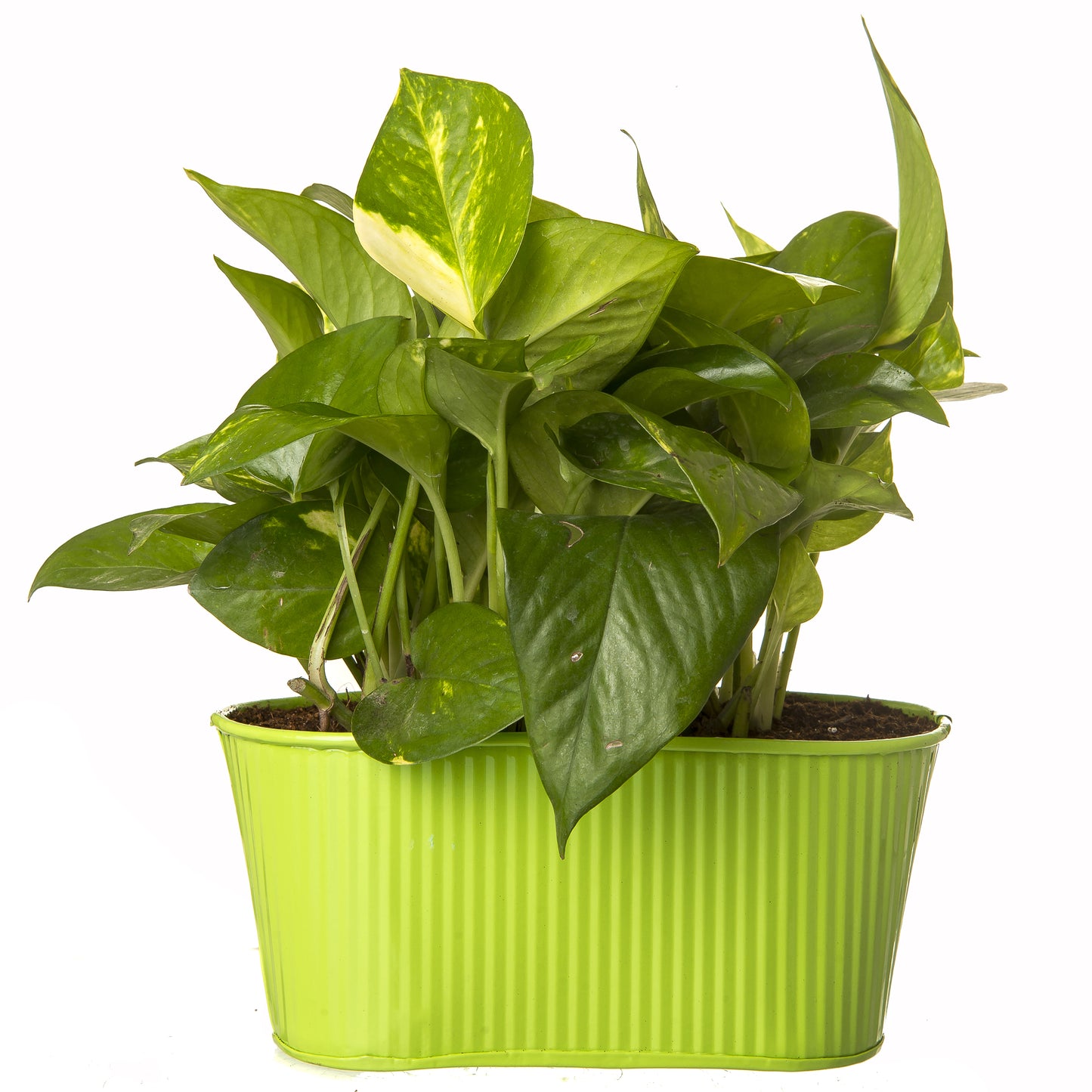 Exotic Green Beautiful Good Luck Indoor Money Plant with Oval Green Colour Metal Planter