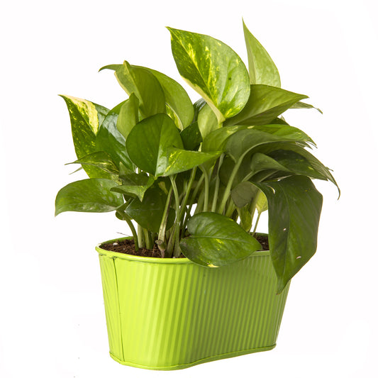 Exotic Green Beautiful Good Luck Indoor Money Plant with Oval Green Colour Metal Planter