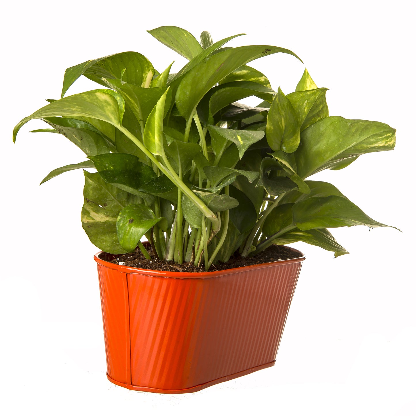Exotic Green Beautiful Good Luck Indoor Money Plant with Oval Orange Colour Metal Planter