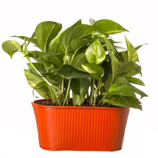 Exotic Green Beautiful Good Luck Indoor Money Plant with Oval Orange Colour Metal Planter