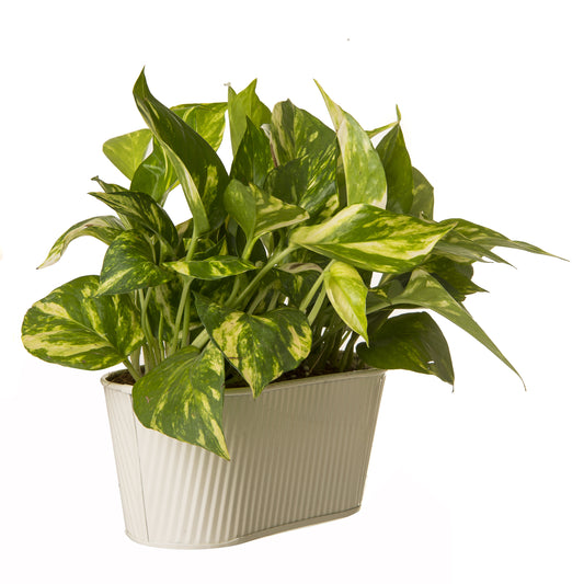 Exotic Green Beautiful Good Luck Indoor Money Plant with Oval White Colour Metal Planter
