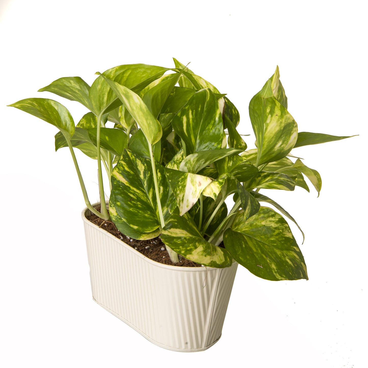 Exotic Green Beautiful Good Luck Indoor Money Plant with Oval White Colour Metal Planter