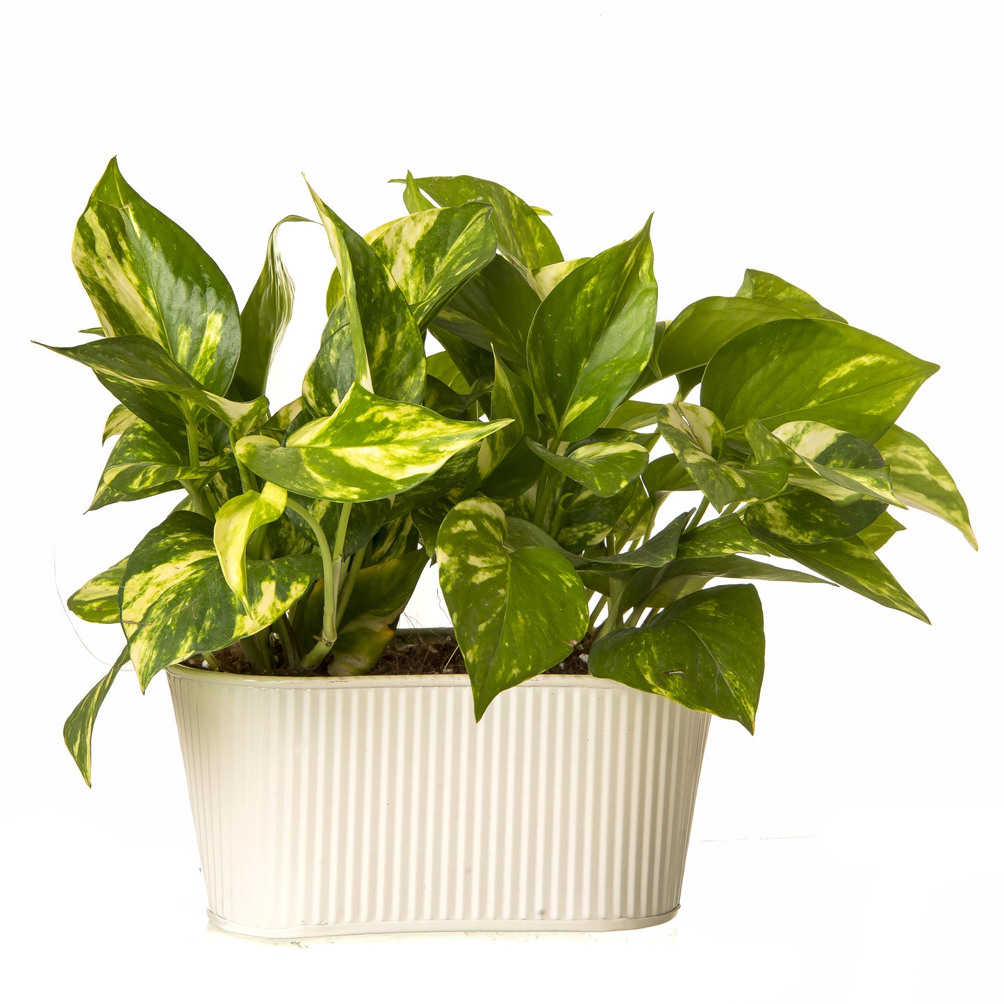 Exotic Green Beautiful Good Luck Indoor Money Plant with Oval White Colour Metal Planter