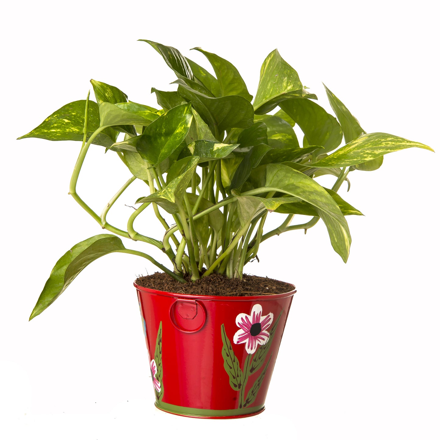 Exotic Green Beautiful Good Luck Indoor Money Plant with Floral Red Colour Metal Planter