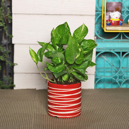 Exotic Green Beautiful Good Luck Indoor Money Plant with Red Studio Colour Ceramic Planter