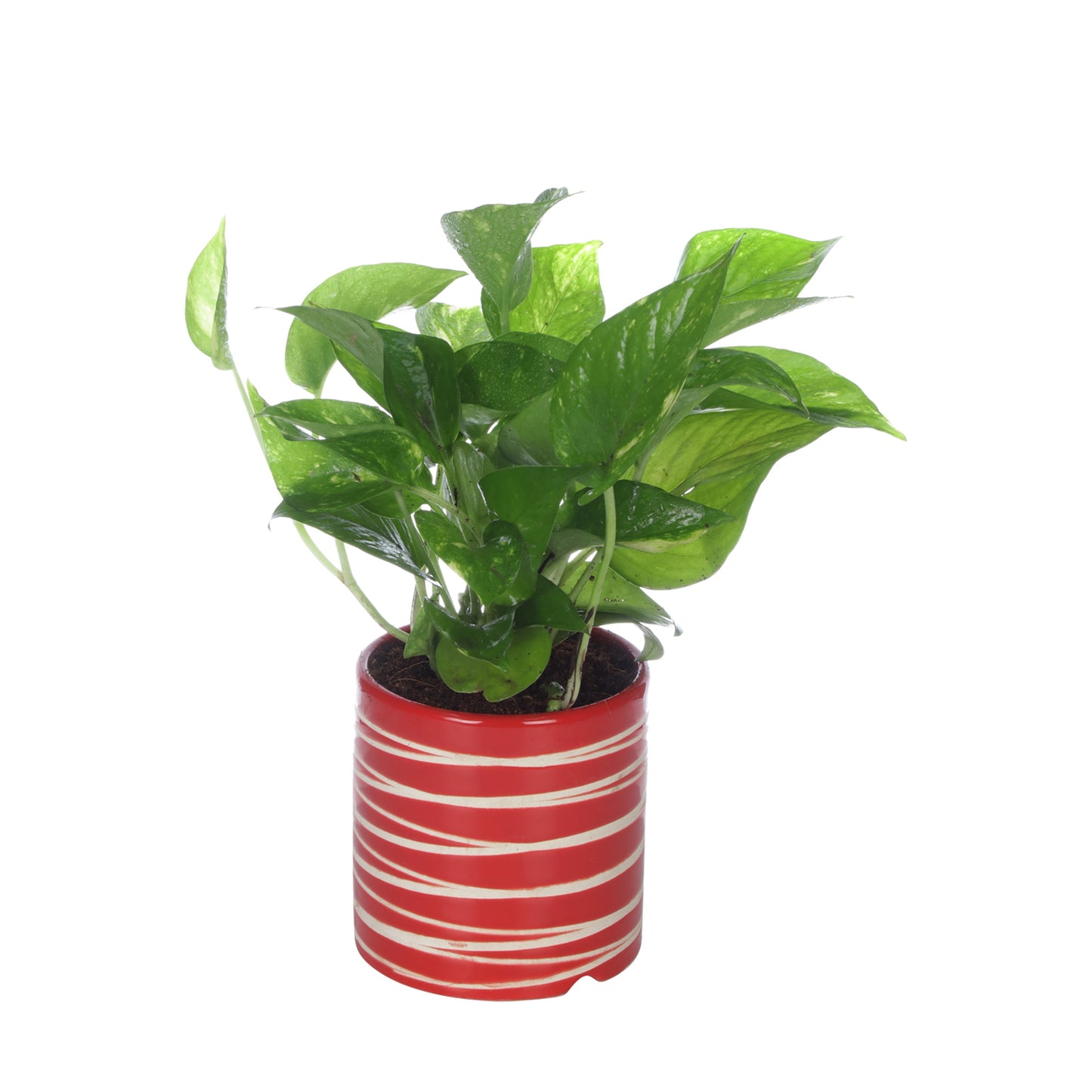 Exotic Green Beautiful Good Luck Indoor Money Plant with Red Studio Colour Ceramic Planter