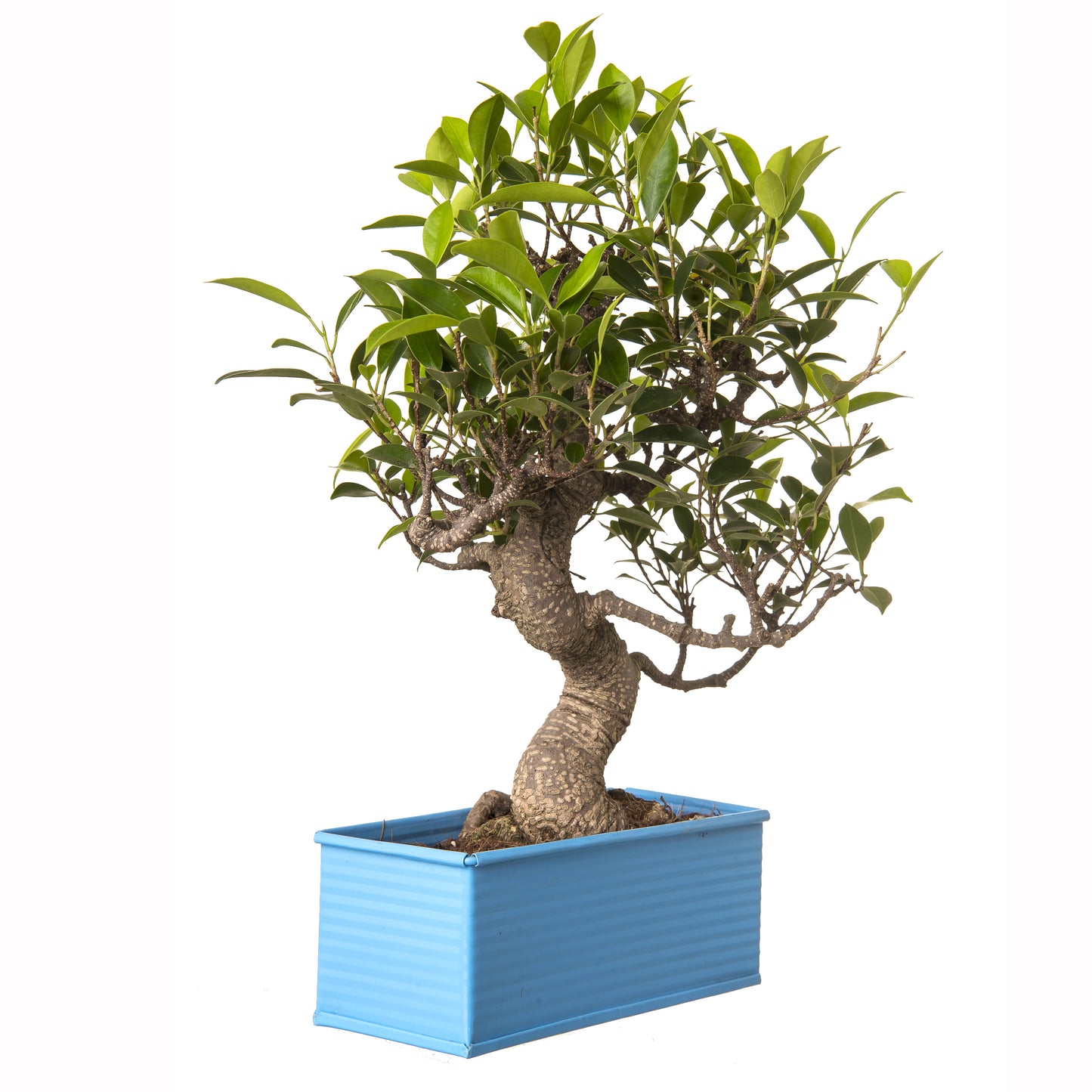 Exotic Green 6 Yr Old S Shape Ficus Bonsai Tree with Red Metal Pot