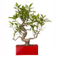 Exotic Green 6 Yr Old S Shape Ficus Bonsai Tree with Red Metal Pot