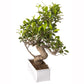 Exotic Green 6 Yr Old S Shape Ficus Bonsai Tree with White Metal Pot