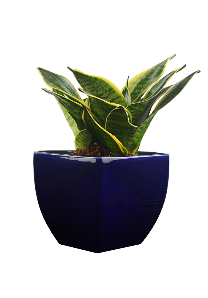 Exotic Green Amazing Indoor Air Purifying & Oxygen Sansevieria (Snake Plant) with Blue Colour Ceramic Pots