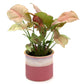 Exotic Green Beautiful Syngonium Pink Indoor Plant with Dual Barbie Pink Colour Ceramic Pot