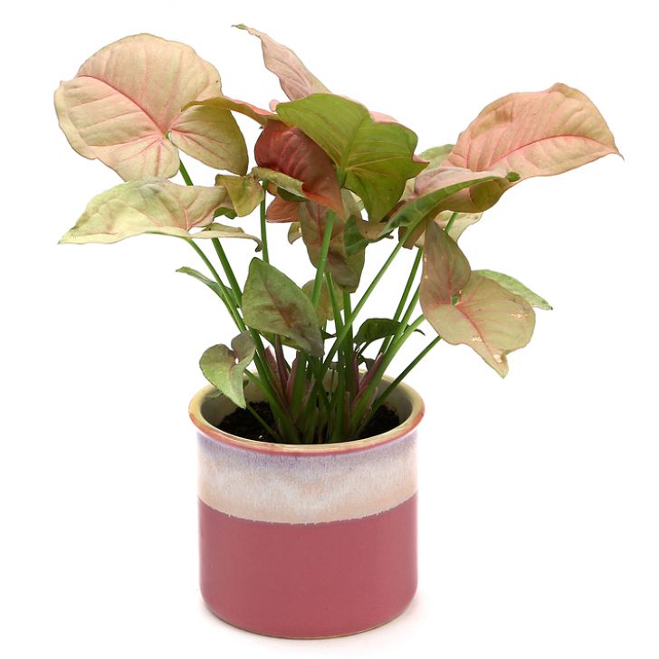 Exotic Green Beautiful Syngonium Pink Indoor Plant with Dual Barbie Pink Colour Ceramic Pot