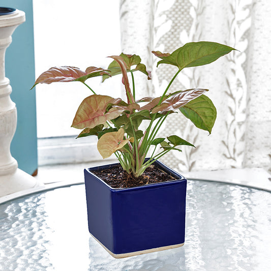 Exotic Green Beautiful Syngonium Pink Indoor Plant with Blue Colour Ceramic Pot