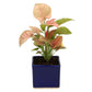 Exotic Green Beautiful Syngonium Pink Indoor Plant with Blue Colour Ceramic Pot